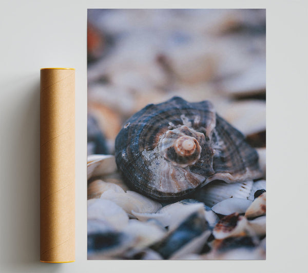 The Grey Seashell Nest Print