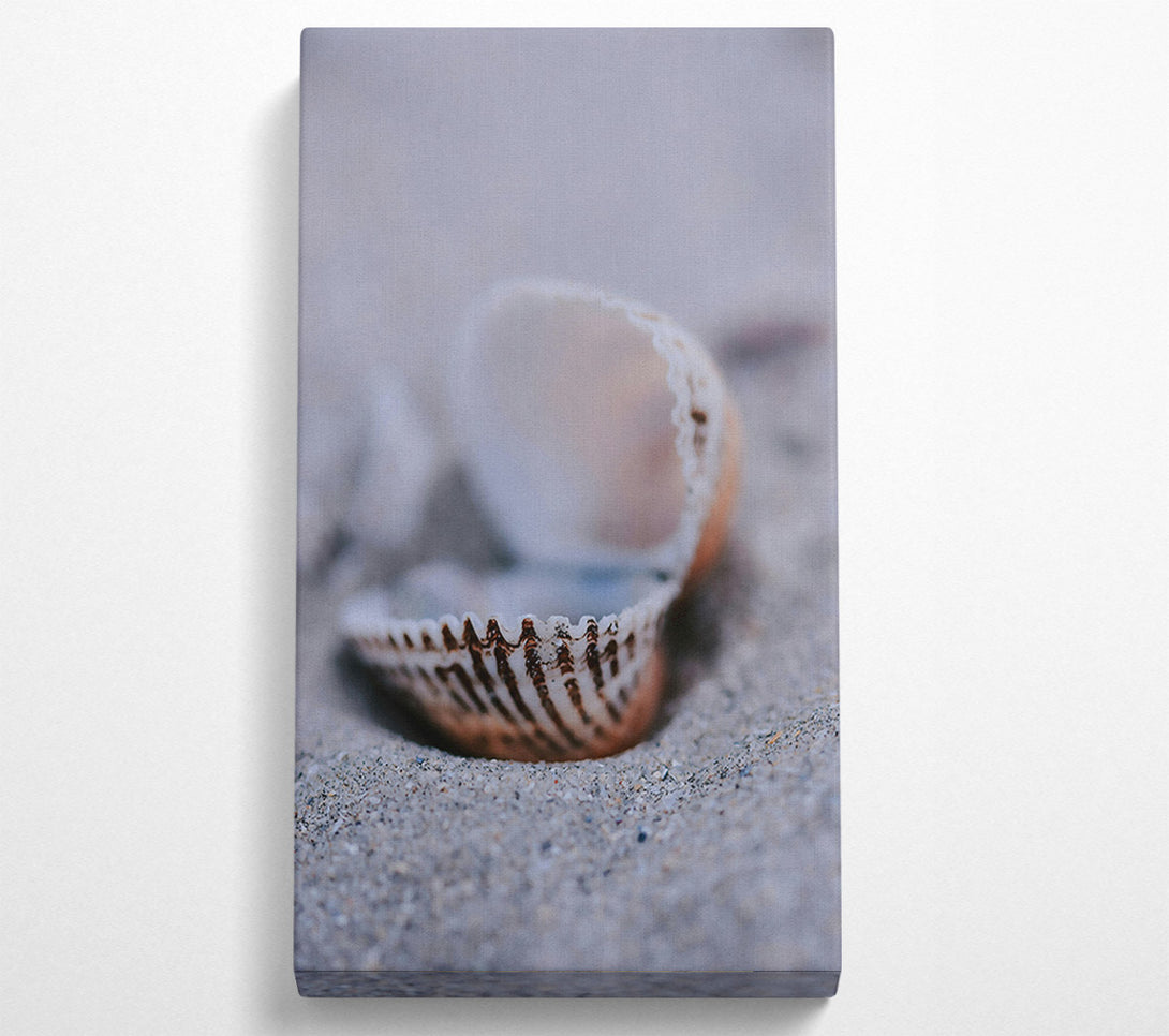 A Canvas Print of Sand-Colored Seashell Canvas Print