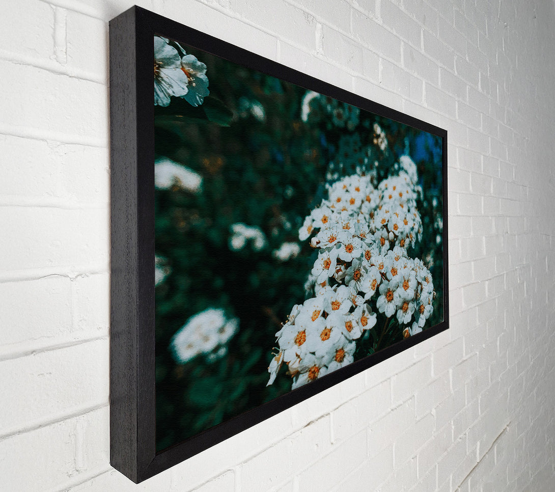  A Canvas Print of White Blooms In Teal Light Canvas Print