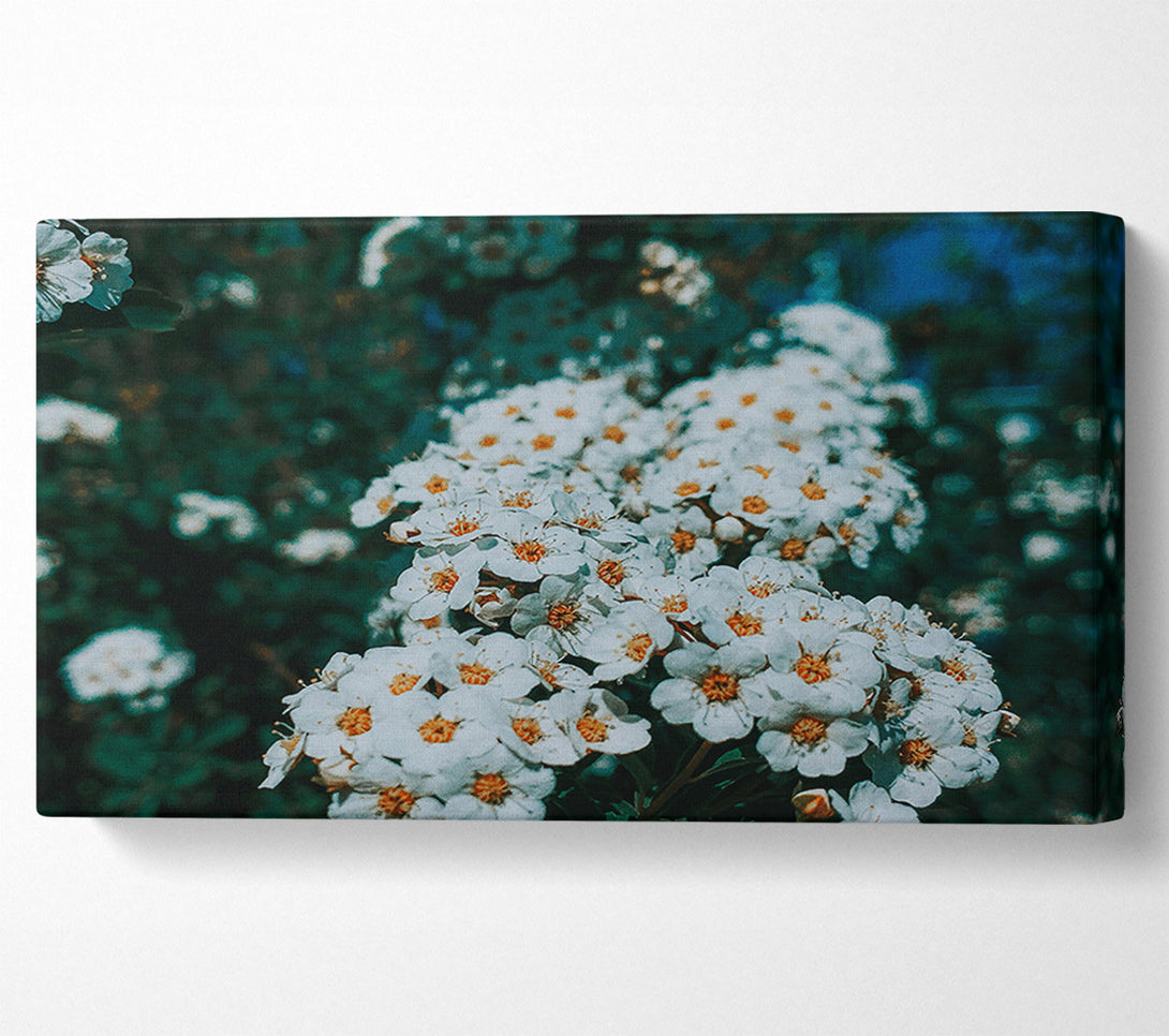  A Canvas Print of White Blooms In Teal Light Canvas Print