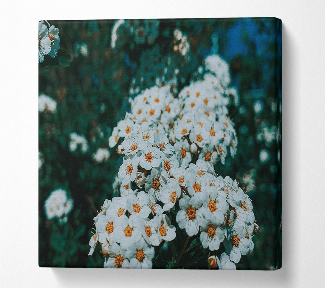  A Canvas Print of White Blooms In Teal Light Canvas Print