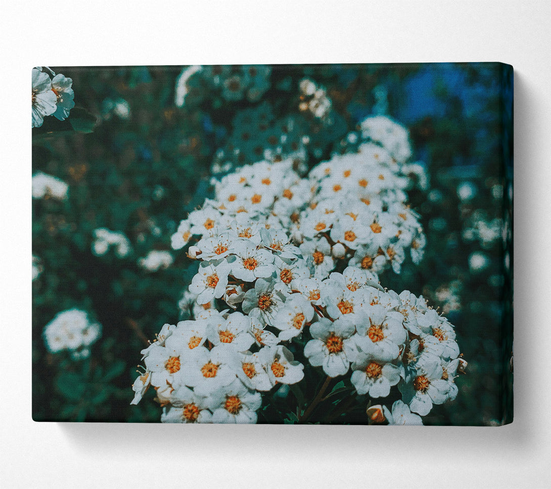  A Canvas Print of White Blooms In Teal Light Canvas Print