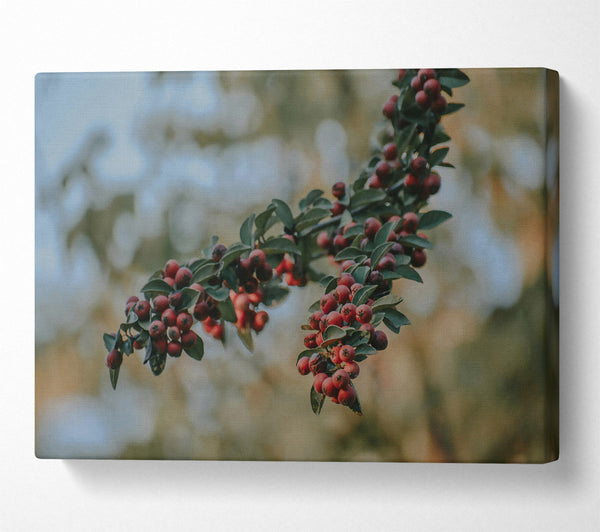 A Canvas Print of Crimson Berries' Bloom Canvas Print
