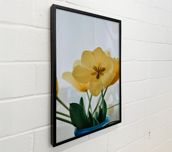 Pale Yellow Tulips