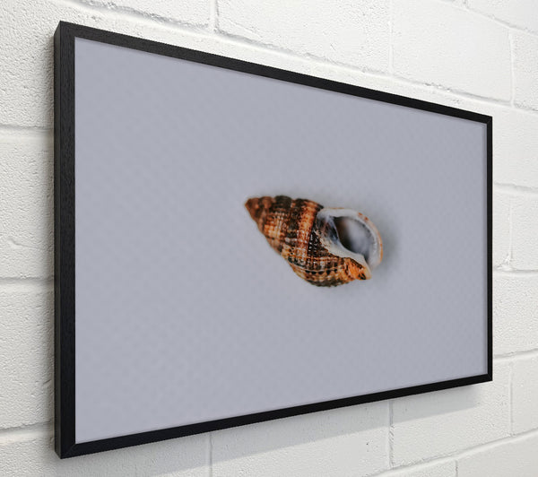 Brown Coastal Shell