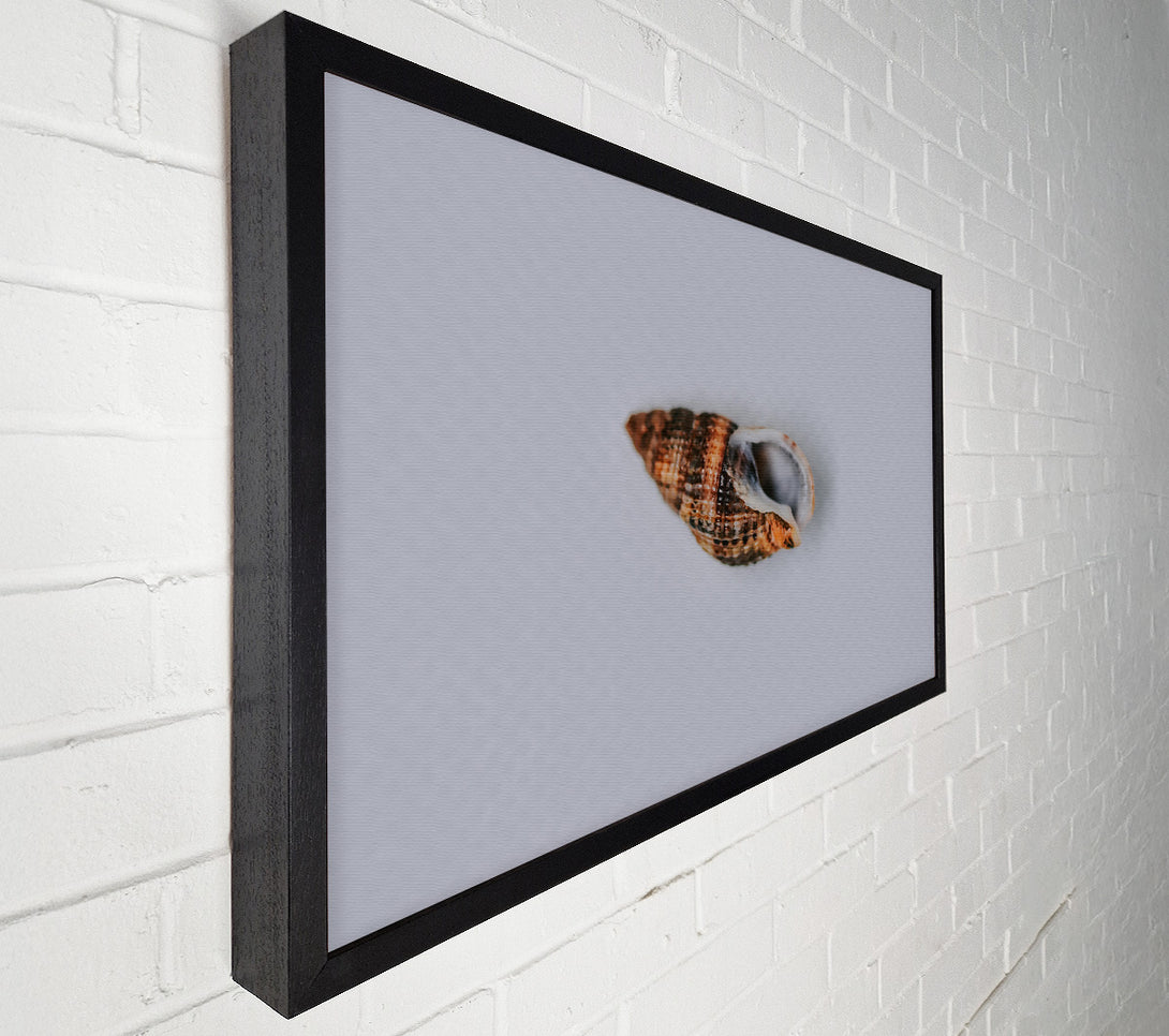  A Canvas Print of Brown Coastal Shell Canvas Wall Art