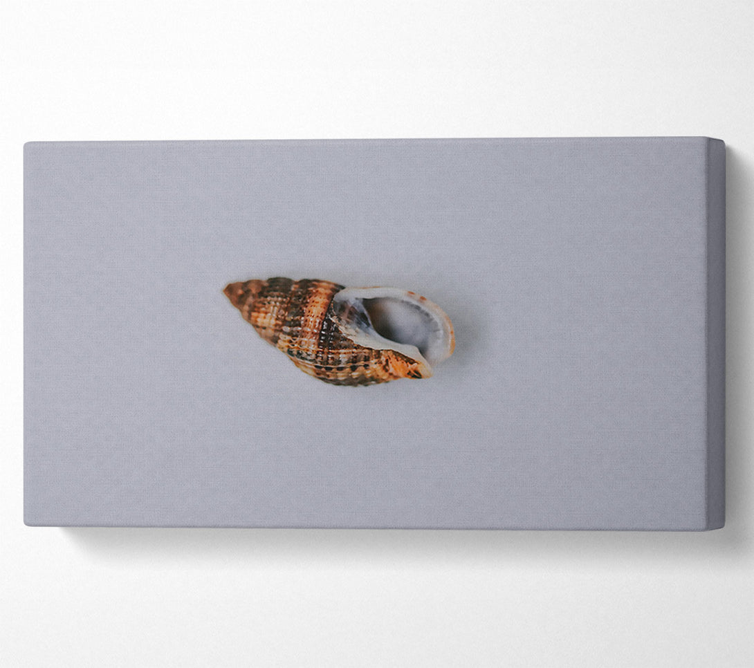  A Canvas Print of Brown Coastal Shell Canvas Wall Art