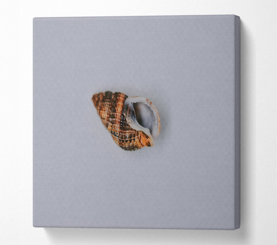  A Canvas Print of Brown Coastal Shell Canvas Wall Art