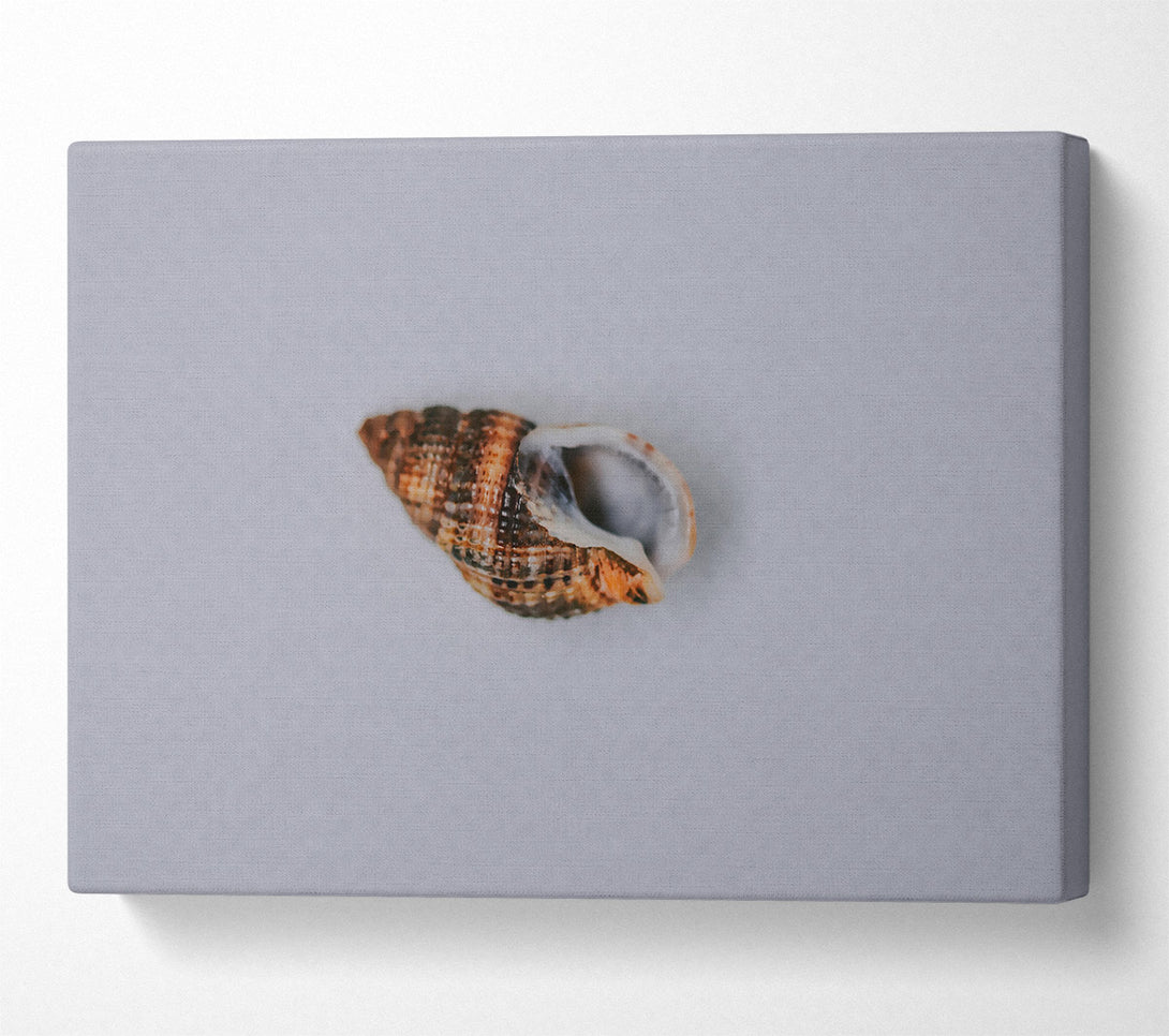  A Canvas Print of Brown Coastal Shell Canvas Wall Art