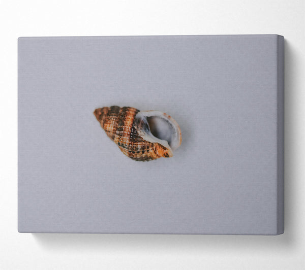  A Canvas Print of Brown Coastal Shell Canvas Wall Art