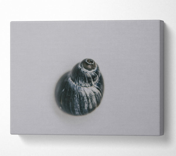  A Canvas Print of Black Swirled Shell Canvas Wall Art