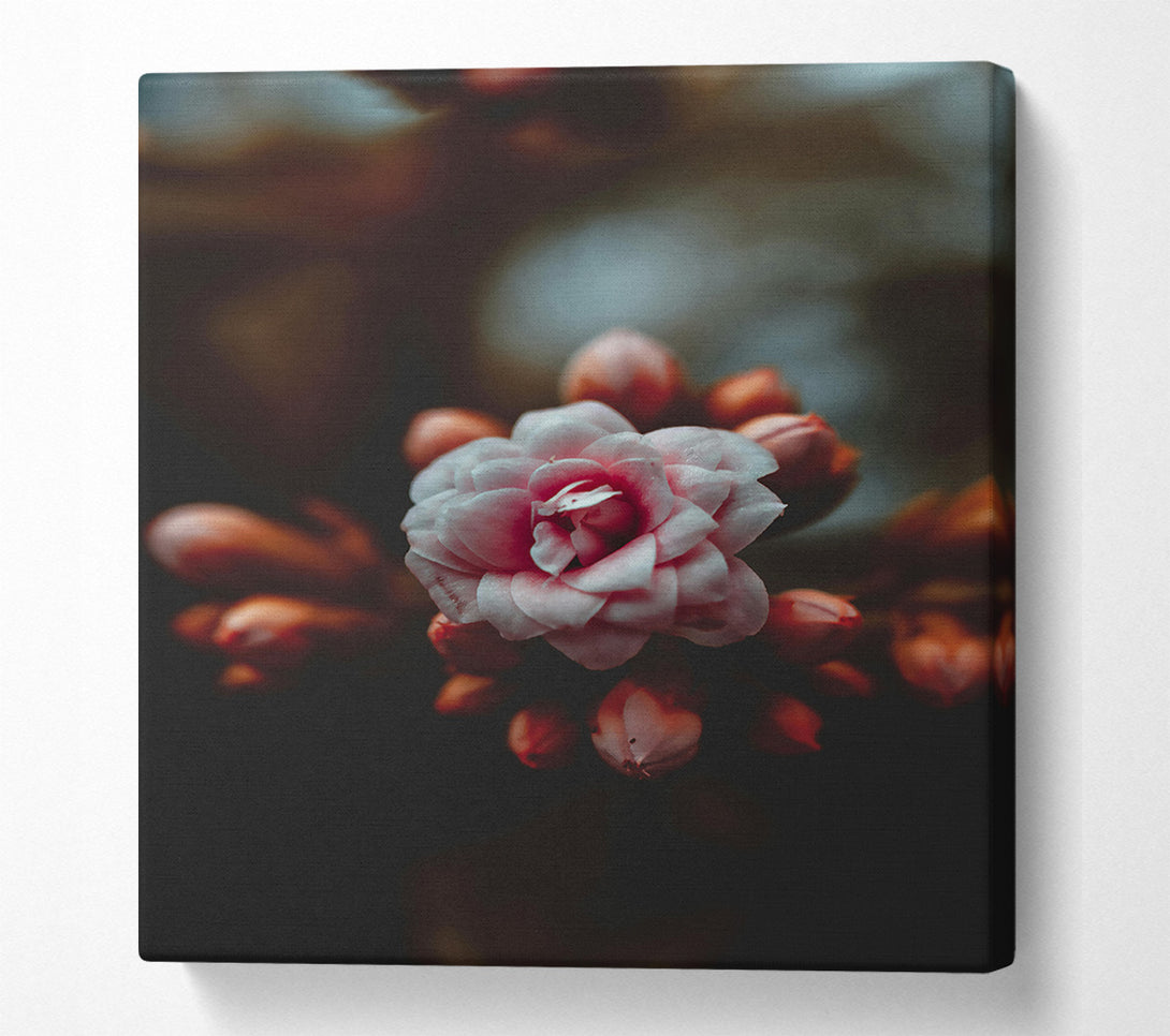  A Canvas Print of Dusty Pink Bloom Canvas Art