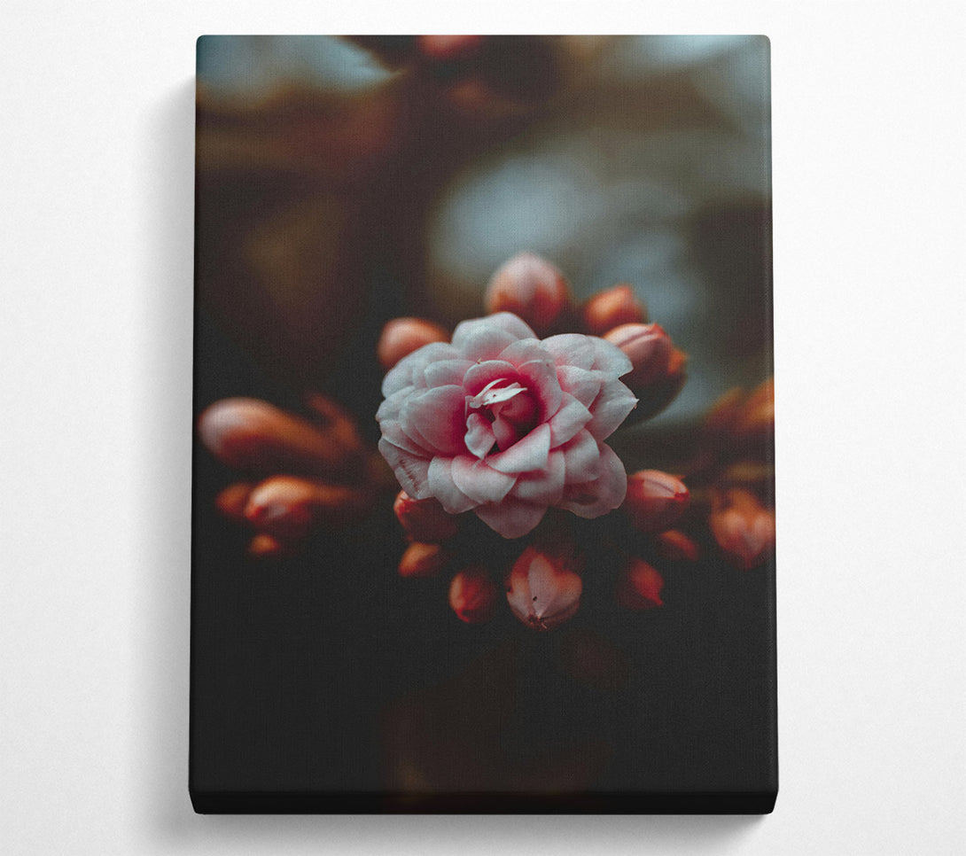  A Canvas Print of Dusty Pink Bloom Canvas Art