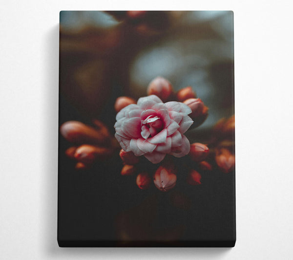  A Canvas Print of Dusty Pink Bloom Canvas Art