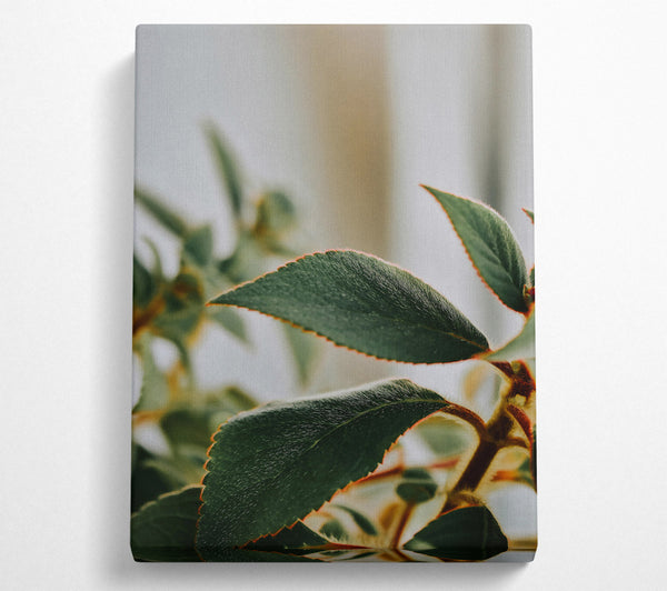  A Canvas Print of Green Veined Leaves Canvas Art