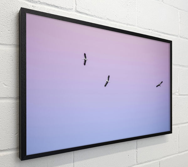 Lilac Sky Storks