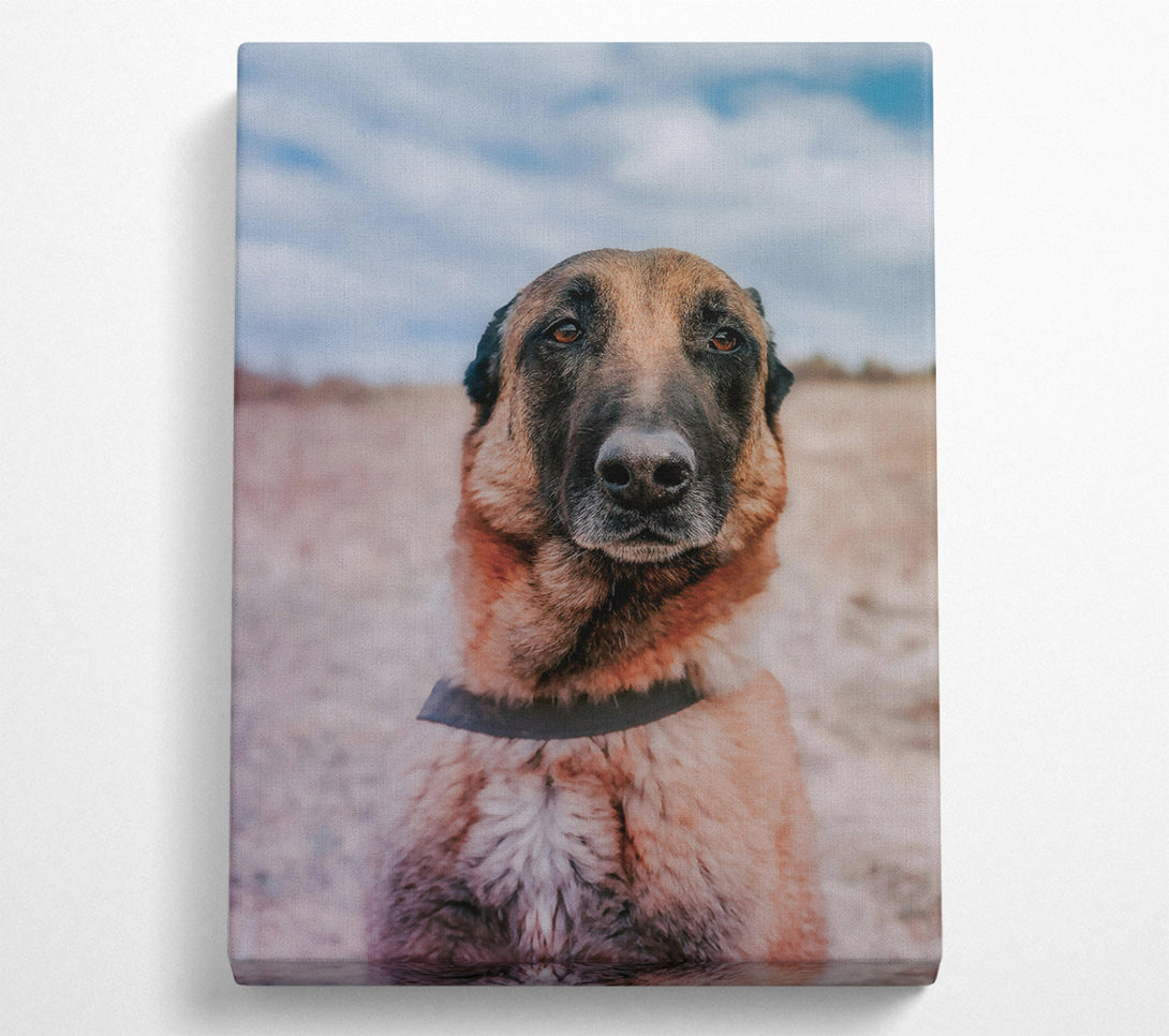  A Canvas Print of Golden Fur Portrait Canvas Wall Art