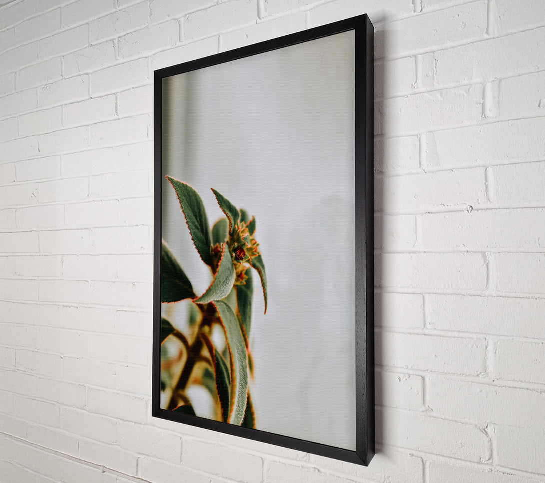  A Canvas Print of Red-Edged Green Bloom Canvas Art