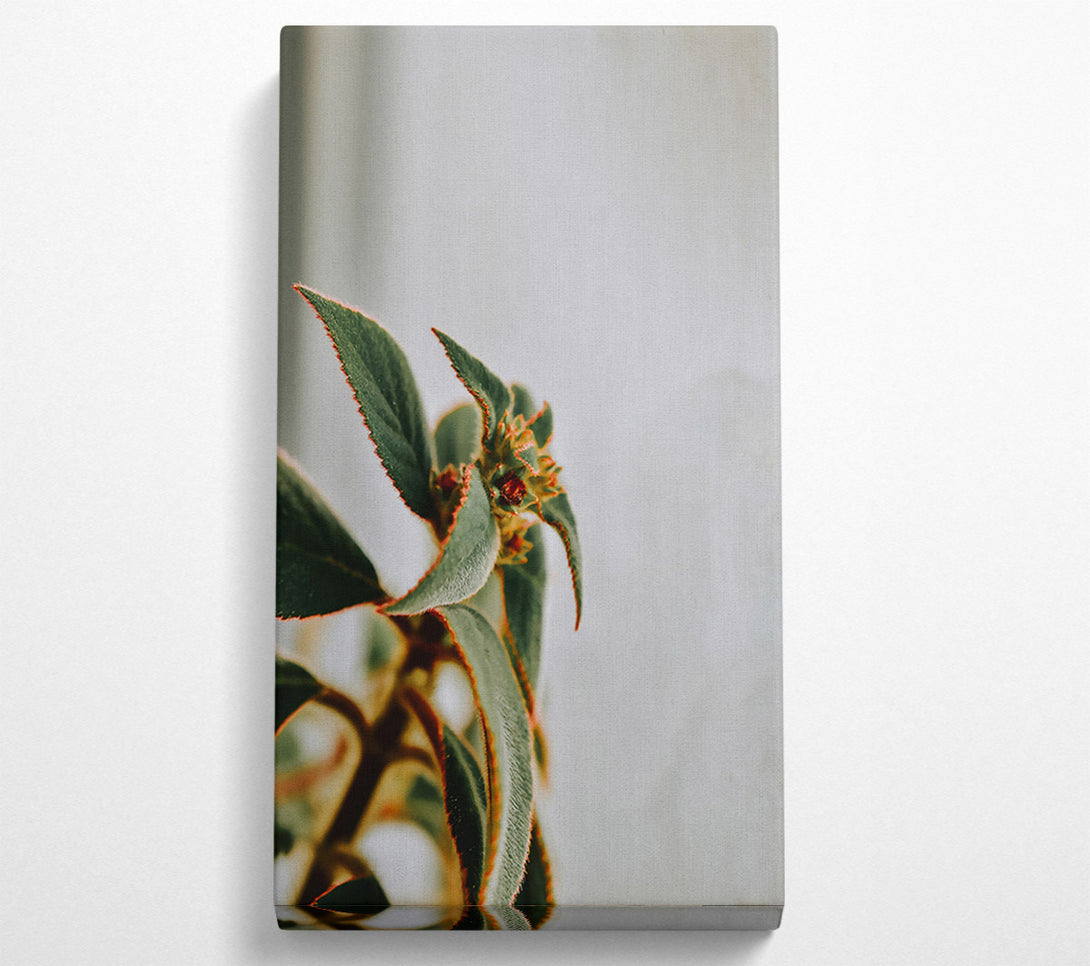  A Canvas Print of Red-Edged Green Bloom Canvas Art