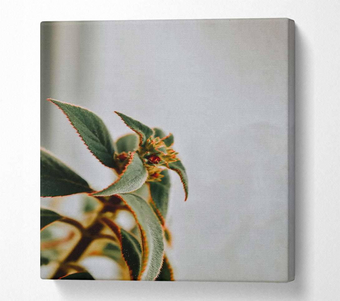  A Canvas Print of Red-Edged Green Bloom Canvas Art