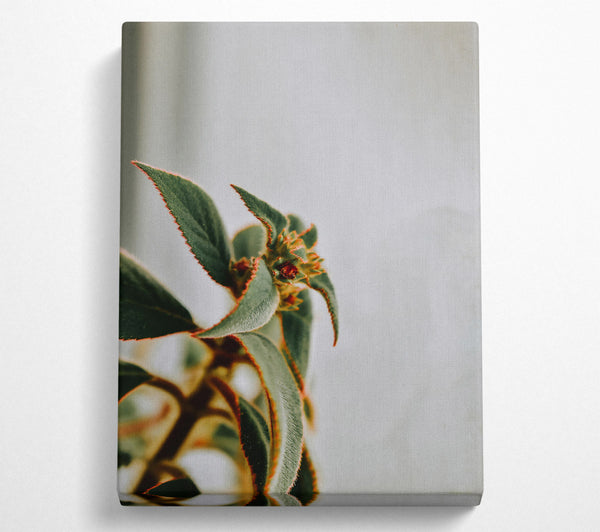  A Canvas Print of Red-Edged Green Bloom Canvas Art