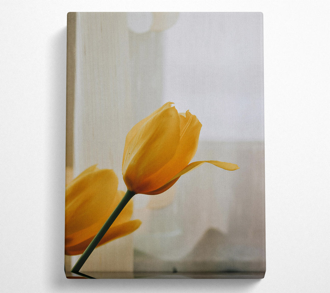  A Canvas Print of Golden Tulip Bloom Canvas Wall Art
