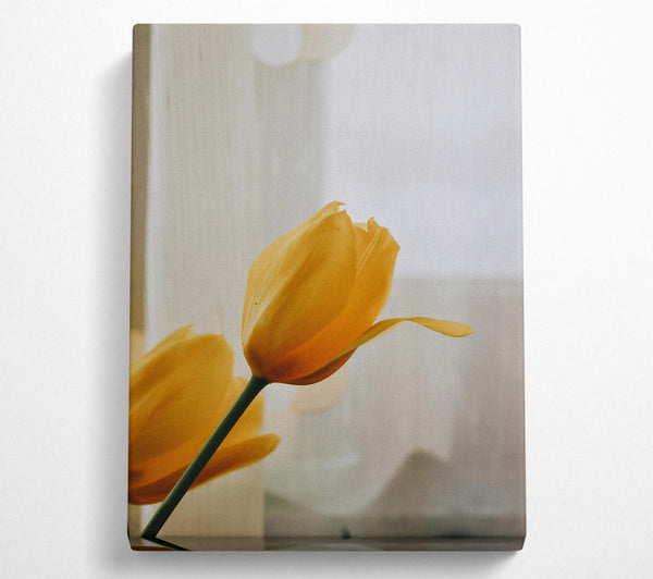  A Canvas Print of Golden Tulip Bloom Canvas Wall Art