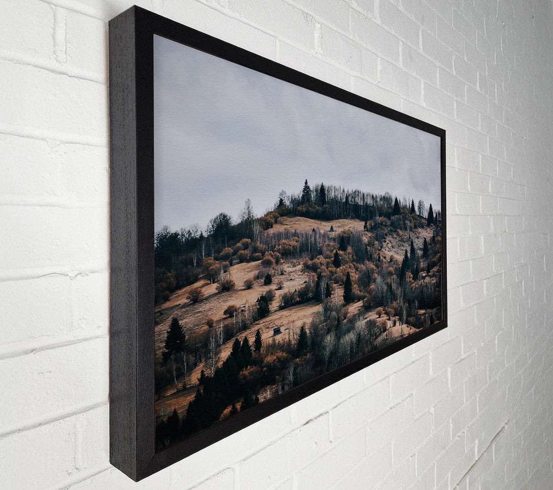  A Canvas Print of Golden Forest Hills. Canvas Art