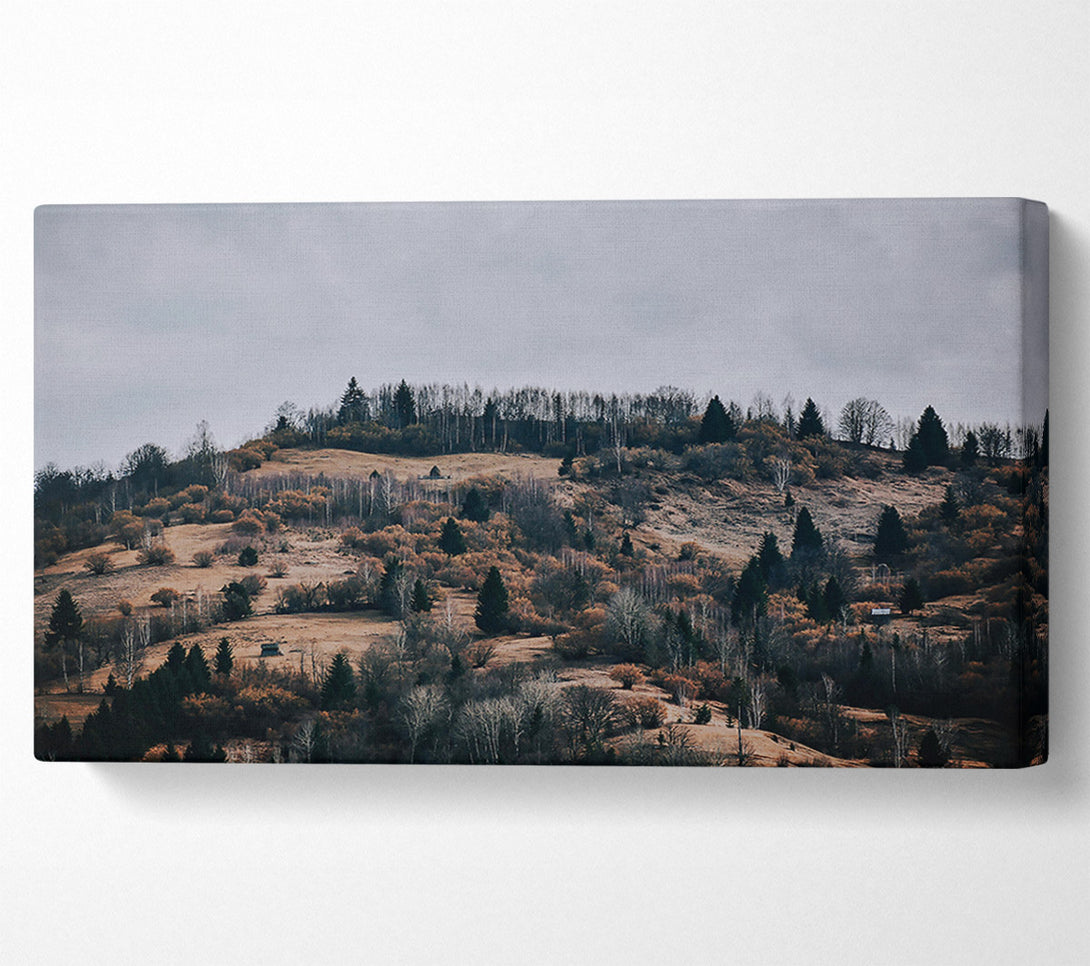  A Canvas Print of Golden Forest Hills. Canvas Art