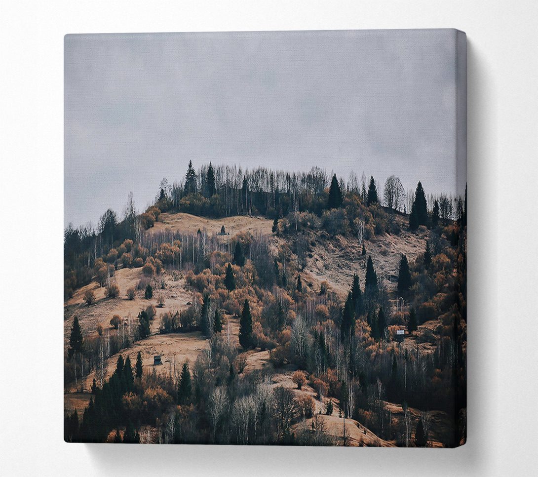  A Canvas Print of Golden Forest Hills. Canvas Art