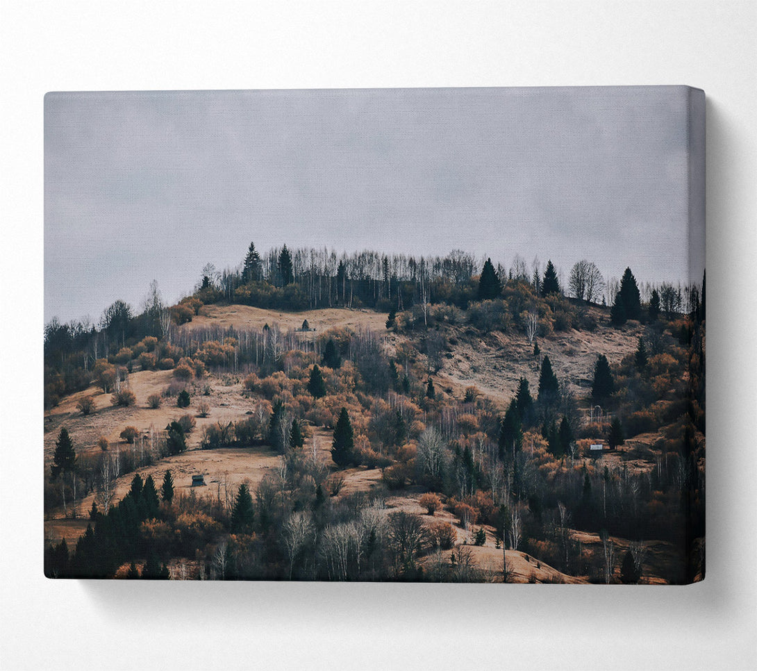  A Canvas Print of Golden Forest Hills. Canvas Art