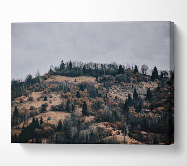  A Canvas Print of Golden Forest Hills. Canvas Art