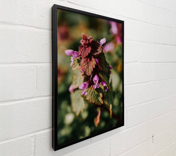 Purple Bloom In Burgundy Light