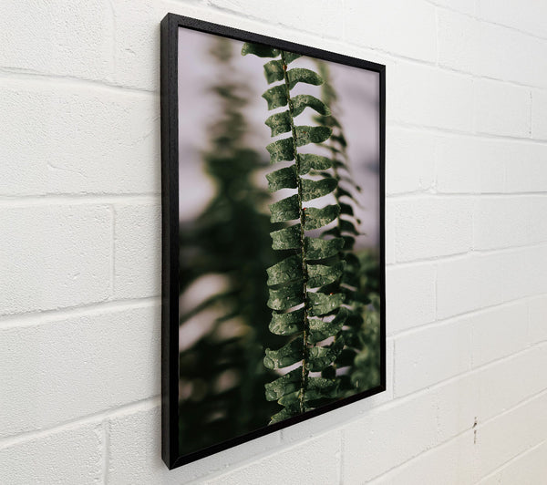 Emerald Fern Dewdrops