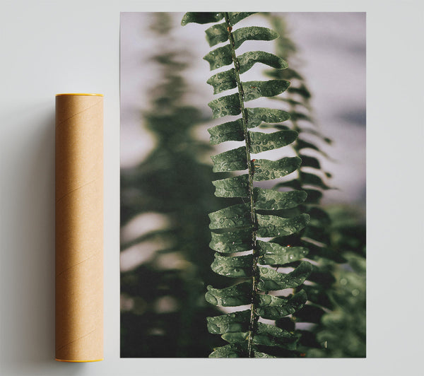 Emerald Fern Dewdrops Giclee Print