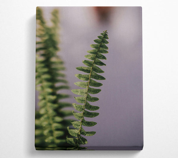  A Canvas Print of Green Fern Dew Drops Canvas Print