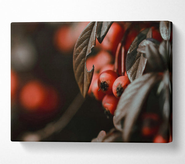  A Canvas Print of Crimson Berries And Leaves Canvas Wall Art