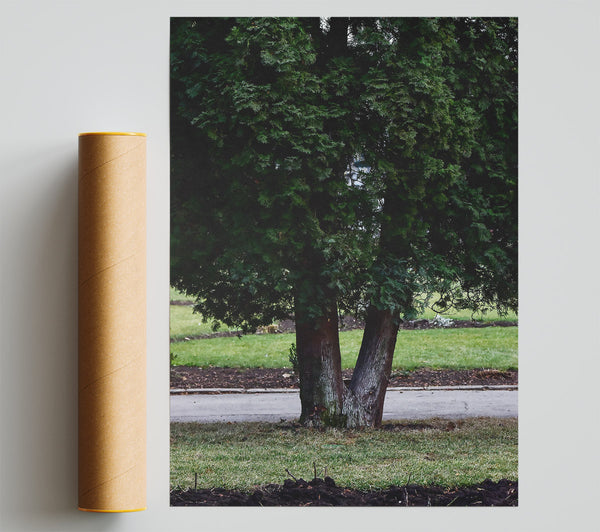 Green V Tree Trunk Giclee Print