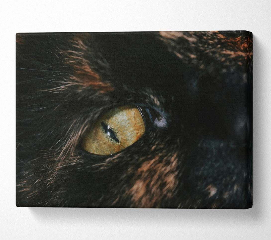  A Canvas Print of Golden Eye Gaze Canvas Print