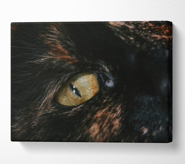  A Canvas Print of Golden Eye Gaze Canvas Print
