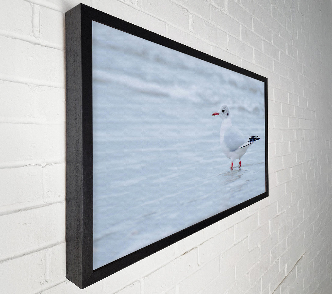  A Canvas Print of White Seagull On Shore Canvas Art