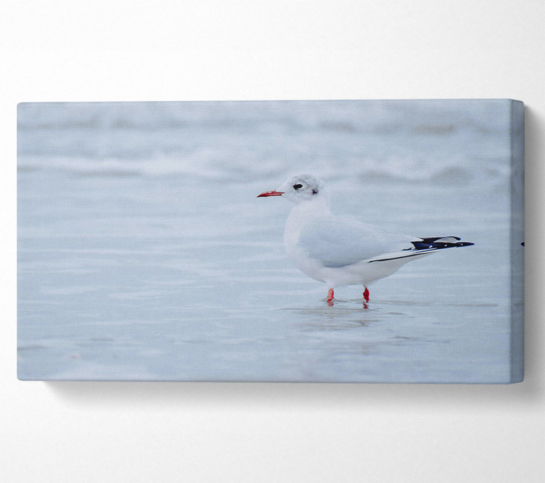  A Canvas Print of White Seagull On Shore Canvas Art