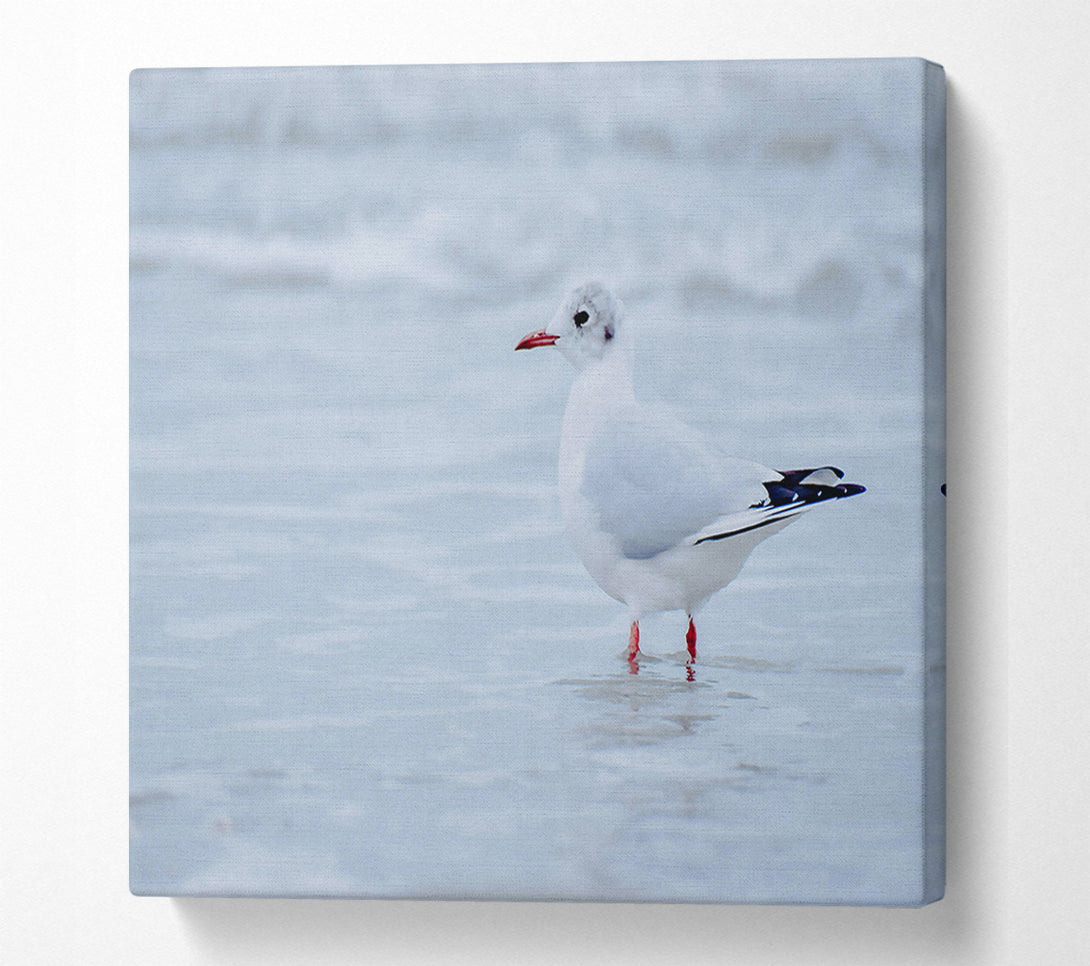  A Canvas Print of White Seagull On Shore Canvas Art