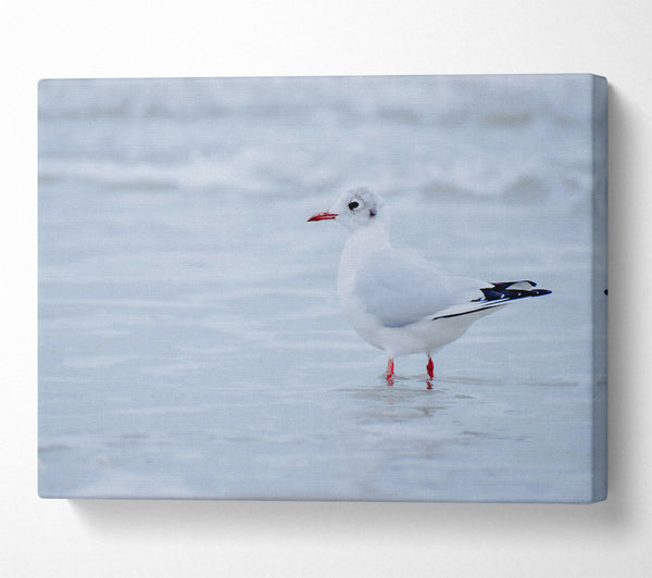 A Canvas Print of White Seagull On Shore Canvas Art