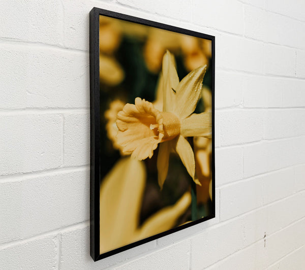 Golden Daffodil Bloom
