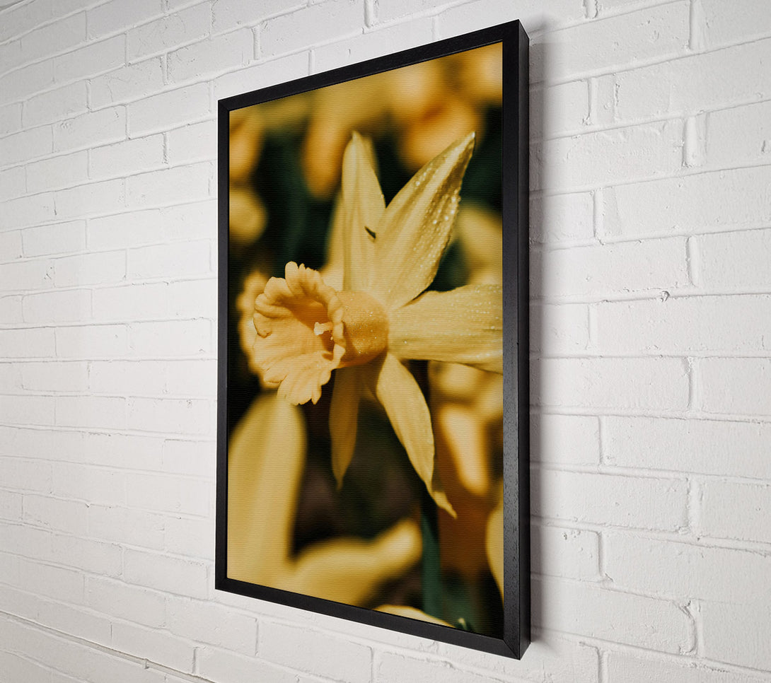  A Canvas Print of Golden Daffodil Bloom Canvas Print