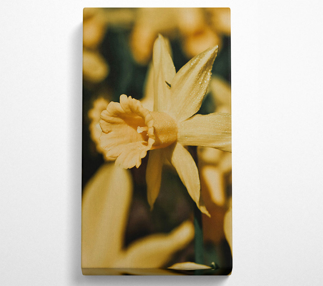  A Canvas Print of Golden Daffodil Bloom Canvas Print