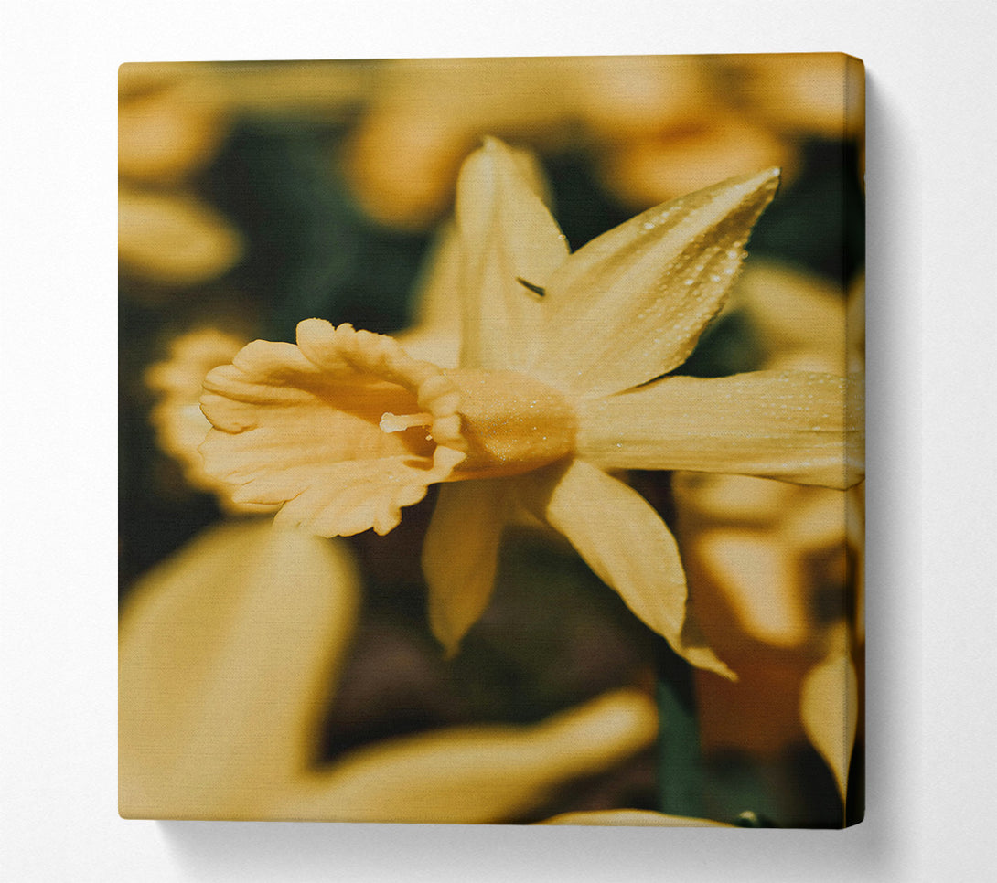 A Canvas Print of Golden Daffodil Bloom Canvas Print
