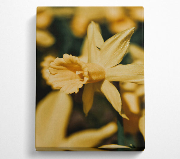  A Canvas Print of Golden Daffodil Bloom Canvas Print