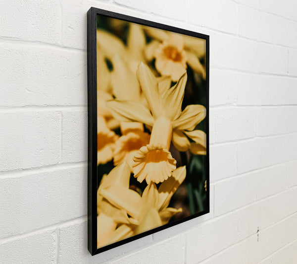 Golden Trumpet Bloom